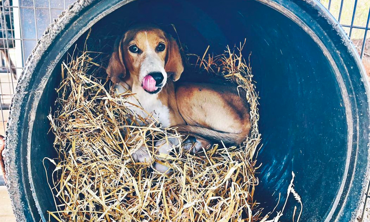 Friends of the Fulton Dog Shelter
