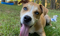 Friends of the Fulton Dog Shelter