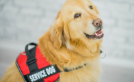 Help Jamison Get a Service Dog